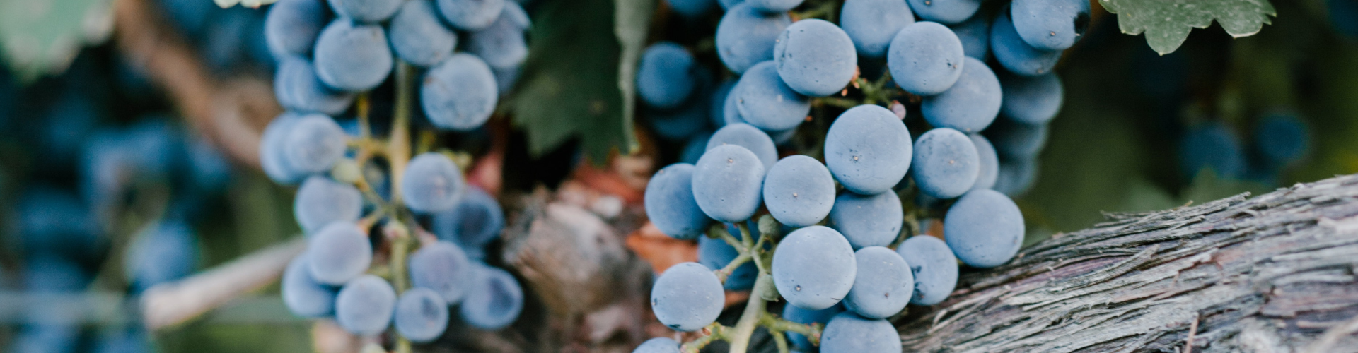 Merlot Merlot