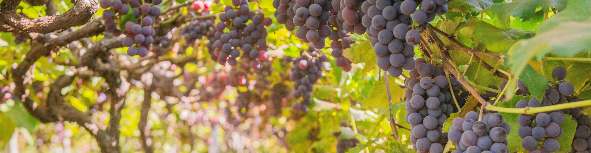 Popular Grapes Popular Grapes