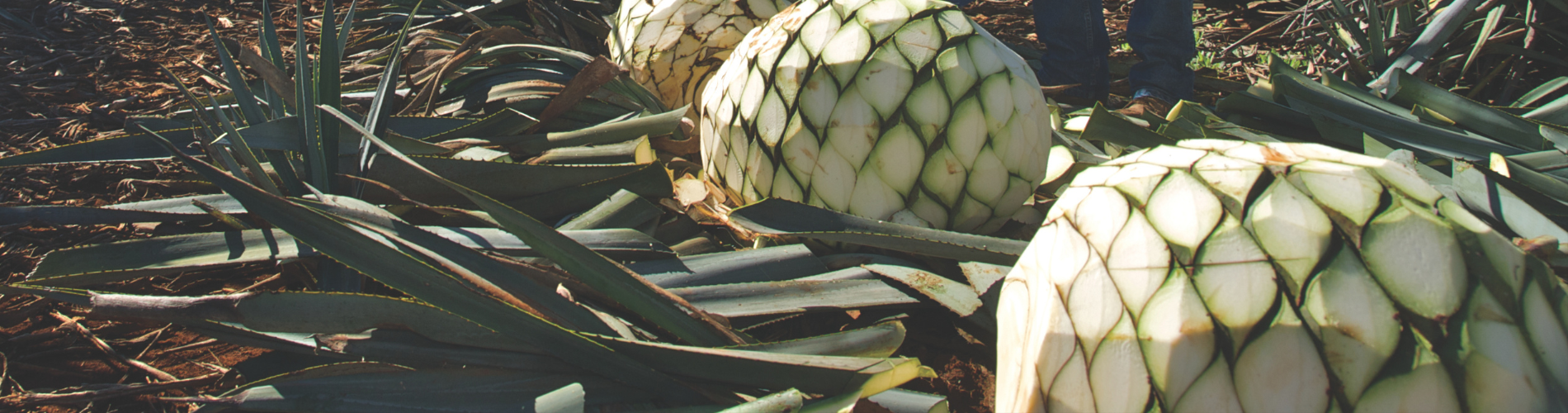 Agave Agave